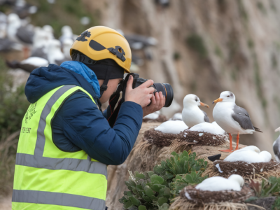 How to carry out a responsible cliff-nest survey near seabird colonies without disturbing breeding birds