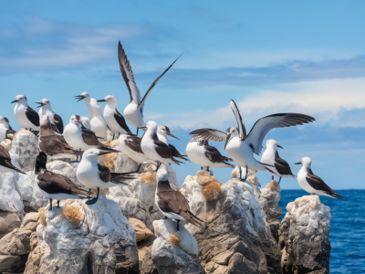 How to photograph seabird colonies without disturbing nesting birds: approach distances and camera settings