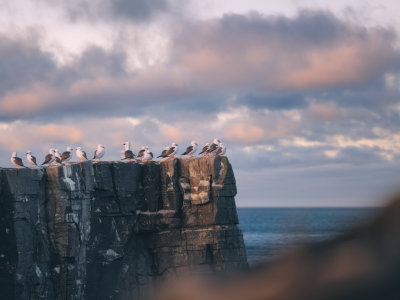How to photograph cliff-nesting kittiwakes at dawn without altering their behaviour: lens, approach and shutter tips