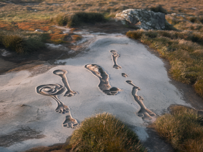 Identifying moorland bird tracks: lapwing, curlew and golden plover signs to look for