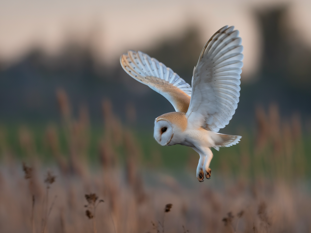 practical camera settings and approach plan for photographing foraging barn owls from roadside hides without disturbance